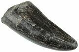 Serrated Tyrannosaur Tooth - Two Medicine Formation #263808-1